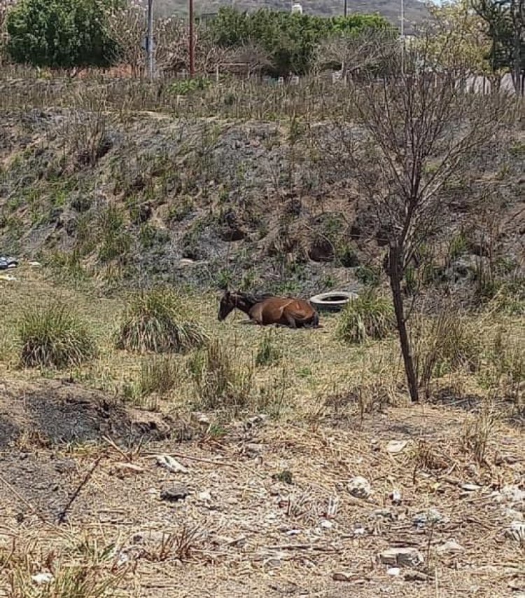 GESTIÓN OPORTUNA; BIENESTAR ANIMAL DE TEPIC ATIENDE REPORTE DE CABALLO.